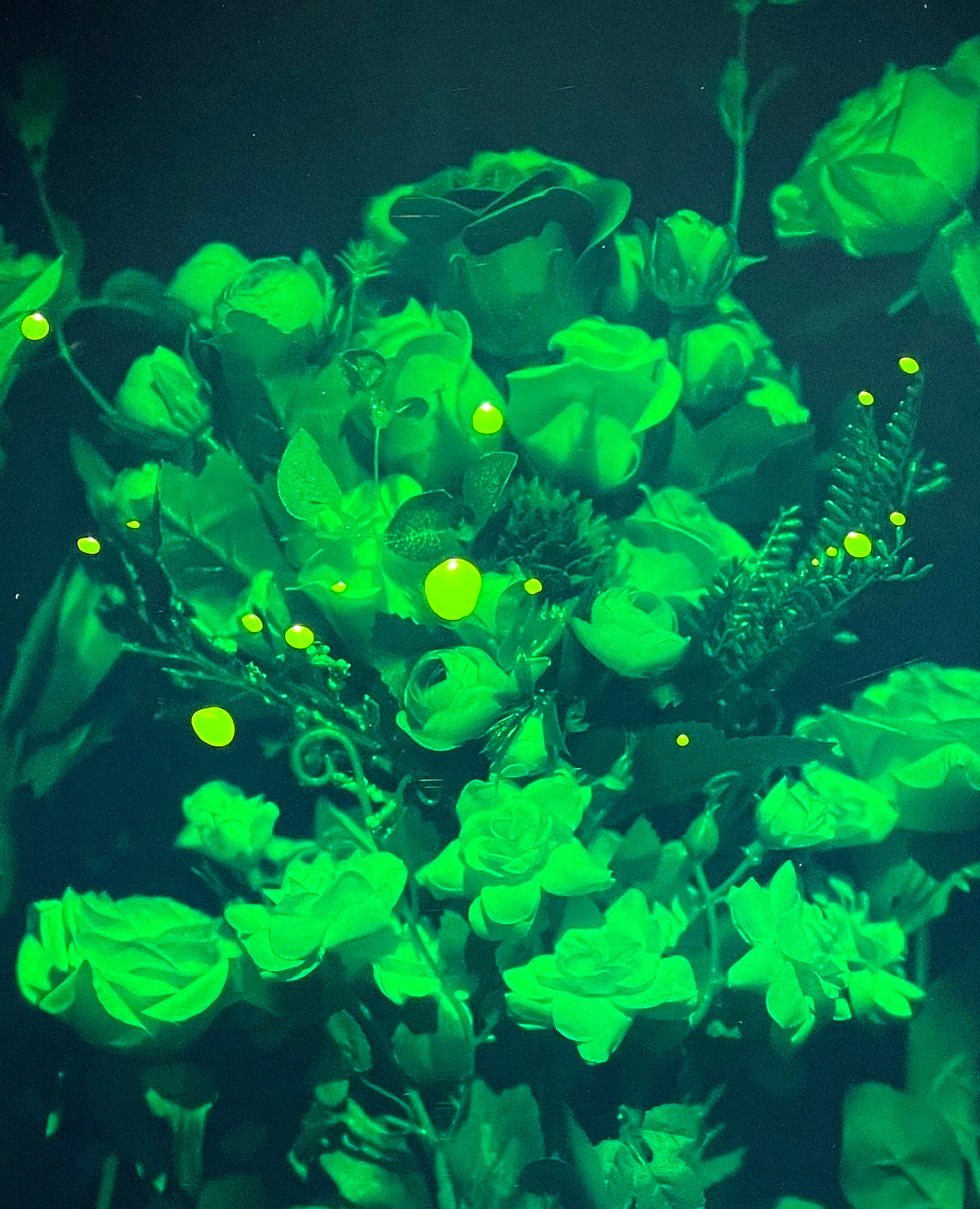 Flower hologram by Jungwuk Kim