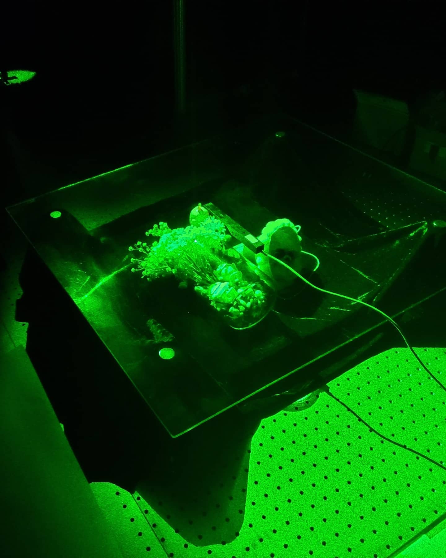 Object on the recording table glowing under green laser light