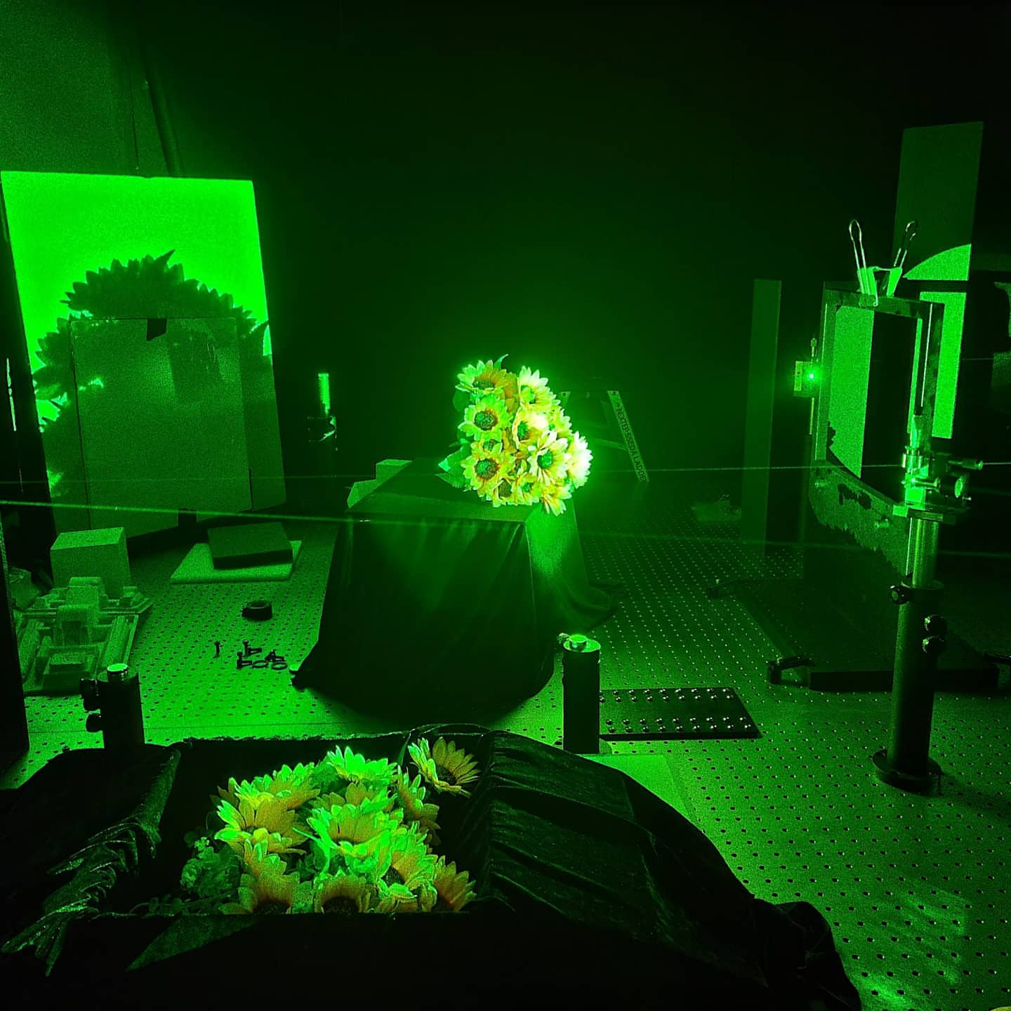 Sunflower bouquet set on the optical table, lit by green laser light during a master recording