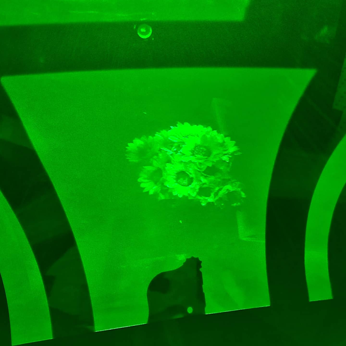 Green-lit holographic plate showing the recorded sunflower bouquet image